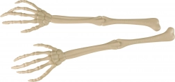Okrasna skeletna roka 2 kosa