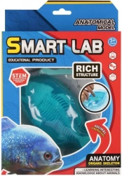 Znanstveni anatomski komplet – riba