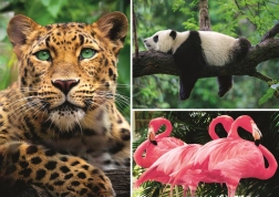 Sestavljanka živali – kolaž 1000 kosov EKO