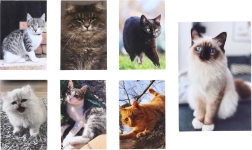 Mačji mali zvezek 40 listov