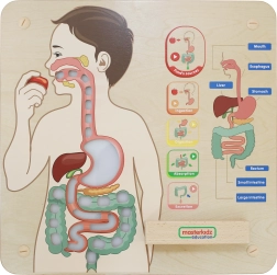 Masterkidz izobraževalna stenska tabla – prebavni sistem Montessori