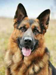 Slikanje z diamanti Nemški ovčar 30x40 cm