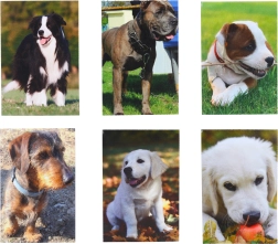 Mali zvezek Pes 40 listov