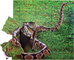 Just Jigsaws Kača in njen življenjski cikel – lesene plastne puzzle