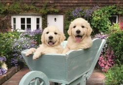 Ravensburger sestavljanka Zlati prinašalci 200 kosov