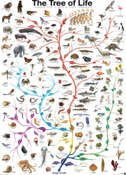 Sestavljanka EUROGRAPHICS Drevo življenja 1000 koščkov