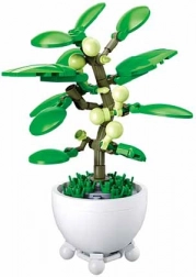 Sluban tropska rastlina v lončku