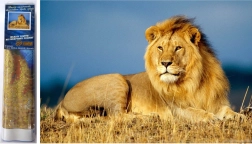 Diamantno slikanje Lvji veličast 30x40 cm