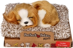 Speče kužkovo mladiče Cavalier King Charles Perfect Petzzz