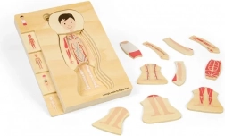 Lesene plastne anatomske sestavljanke – deček BIGJIGS TOYS
