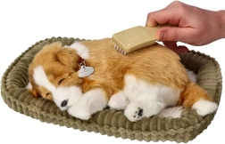 Dihajoče mladičko border kolija za posvojitev