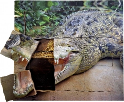 Lesene slojevite sestavljanke Krokodil - življenjski cikel