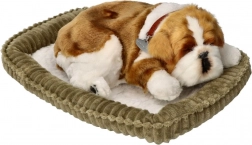 Dihajoče pasje mladiče buldog