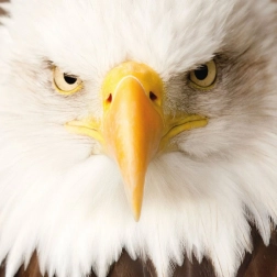 Kvadratne puzzle CURIOSI Q Animal Orel, 66 koščkov