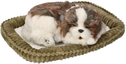 Posvoji me – dihajoči mladiček Shih Tzu