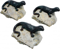 Okrasna kuščarica - set 3 kosov