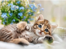 Sestavljanka RAVENSBURGER Cartko mucek 500 kosov