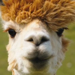 Kvadratne puzzle CURIOSI Q Animal Alpaka 66 kosov