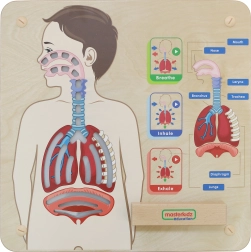 Lesena učna tabla Dihanje od Masterkidz