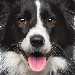 Kvadratne sestavljanke Q Animal: pes, 66 koščkov