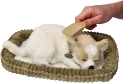 Hrhajoče mladiček Chihuahua