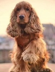 Diamantno slikanje – pozdrav kokeršpanjela 30 × 40 cm