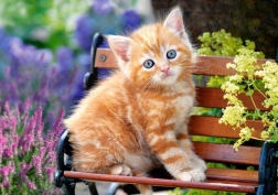 Sestavljanka 500 kosov – Ginger Kitten