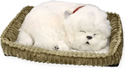 Posvoji mladička maltežana PERFECT PETZZZ