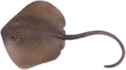 Figura riba skat Trnucha vzhodna