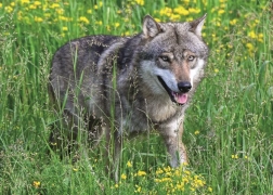 Ravensburger puzzle neustrašen volk 1000 koščkov