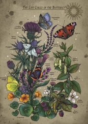 Sestavljanka Življenjski cikel metulja 1000 koščkov