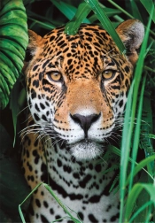 Sestavljanka 500 kosov – jaguar v džungli CLEMENTONI