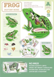 Izobraževalni model anatomije žabe
