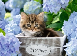 Sestavljanka RAVENSBURGER Malo mucko XXL 300 koščkov