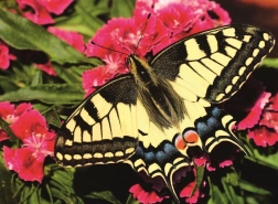 Ravensburger sestavljanka Čudovit metulj 500 kosov