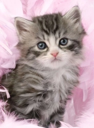 Sestavljanka Ljubko Mucko 500 koščkov