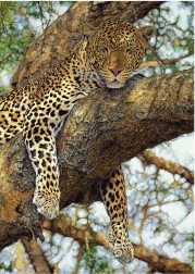 Ugank Lev 1000 kosov