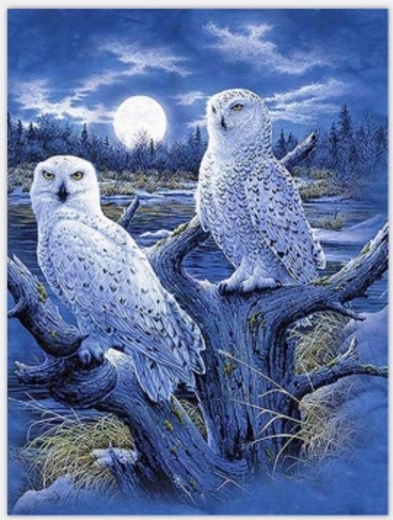 Norimpex slikanje po številkah Sove in luna 40 × 50 cm