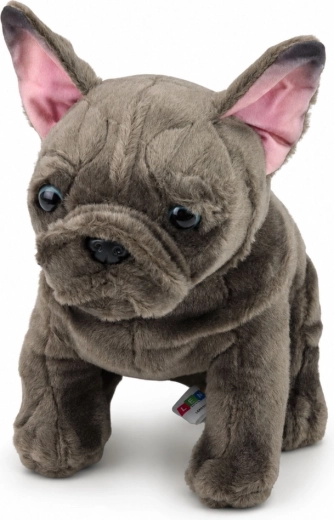 Realistic French Bulldog details