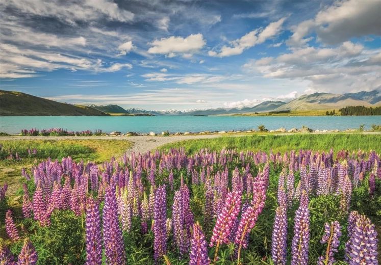 Clementoni sestavljanka Lupine ob jezeru Tekapo 1500 koščkov