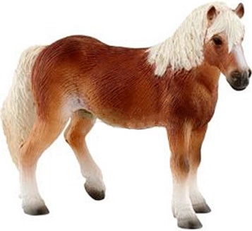Haflinger mare