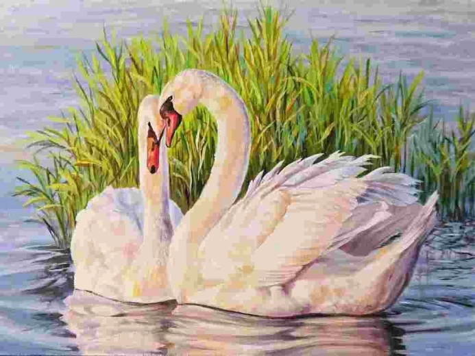Norimpex Slikanje po številkah Labodi 40 × 50 cm
