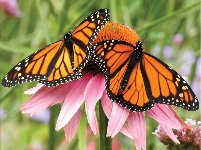 Realističen 3D učinek metuljev