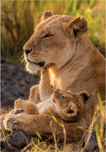 CLEMENTONI sestavljanka Mačja ljubezen 500 koščkov