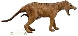Collecta tilacin – samica (tasmanijski tiger)