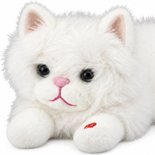 Cute appearance of a white cat