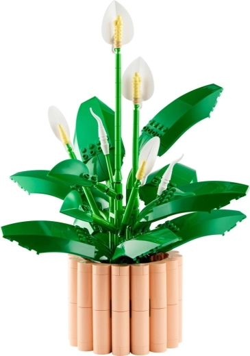 Flowers in different stages of bloom
