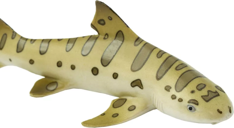 Ideal size for a child's hand and for display