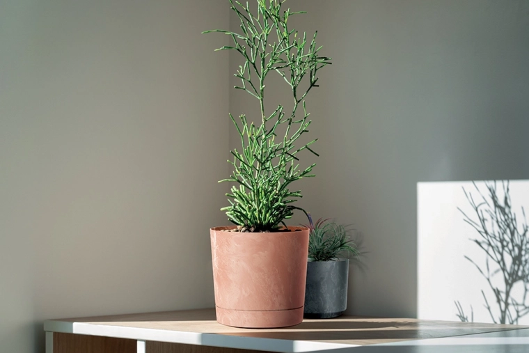 Stilni poudarek za moderne in tradicionalne interierje