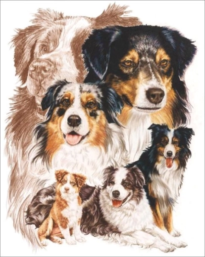 Diamantno slikanje – pes avstralski ovčar 30 × 40 cm – 1 kos
